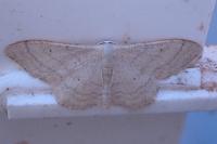 Idaea straminata