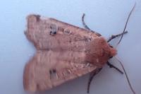 Conistra erythrocephala