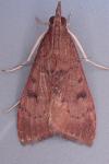 Uresiphita gilvata
