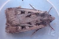 Euxoa obelisca obelisca