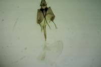 Euxoa obelisca obelisca