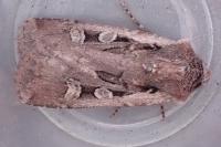 Euxoa obelisca obelisca
