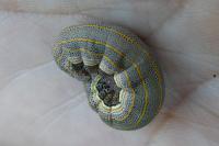 Aedia leucomelas
