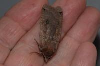 Noctua pronuba