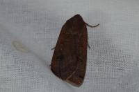Noctua pronuba