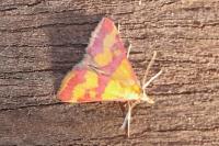 Pyrausta sanguinalis