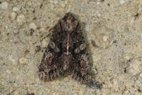 Dryobotodes tenebrosa