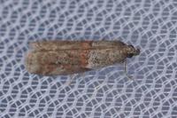 Acrobasis bithynella