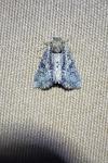 Mesoligia furuncula
