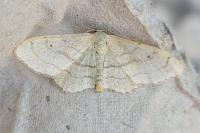 Idaea aversata