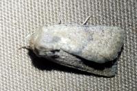 Hoplodrina