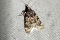 Aglossa caprealis