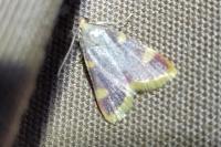 Hypsopygia costalis