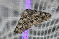 Cleorodes lichenaria