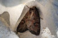 Polia bombycina