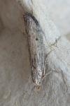 Aphomia sociella