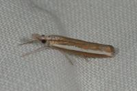 Agriphila latistria