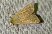 Mythimna pallens