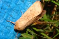 Mythimna vitellina
