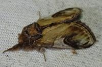 Notodonta ziczac
