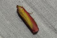 Oncocera semirubella