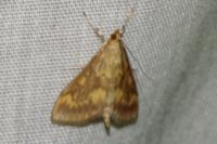 Ostrinia nubilalis