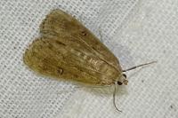 Parapoynx stratiotata