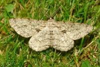Peribatodes rhomboidaria rhomboidaria