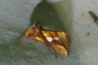 Plusia festucae