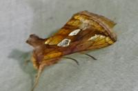 Plusia festucae