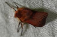 Phragmatobia fuliginosa