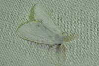 Sphrageidus similis