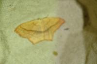 Scopula imitaria
