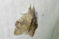 Stauropus fagi