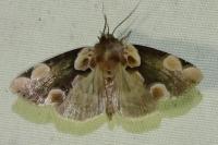 Thyatira batis