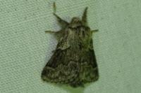 Trichiura crataegi