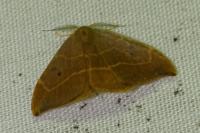 Watsonalla binaria