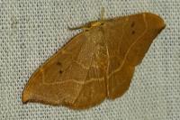 Watsonalla binaria