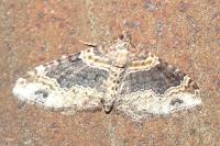 Xanthorhoe ferrugata