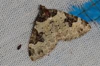 Xanthorhoe fluctuata