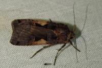 Xestia c-nigrum