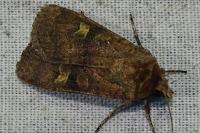 Xestia xanthographa