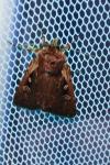 Xestia agathina