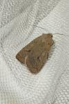 Xestia castanea