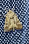 Luperina dumerilii