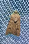 Agrotis segetum