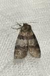 Cymatophorina diluta