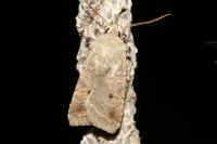 Leptologia lota