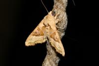 Phlogophora meticulosa
