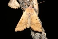 Agrochola lychnidis